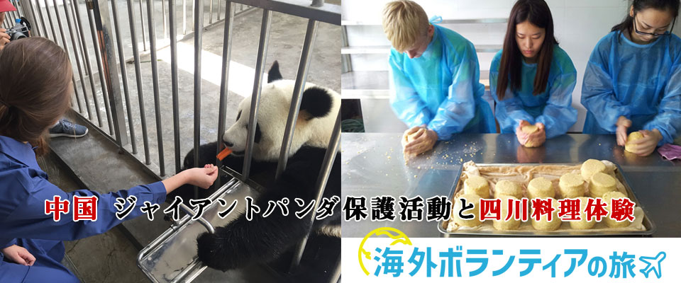 中国 ジャイアントパンダ保護活動と四川料理体験5日間