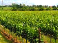 イタリア旅行　スパークリングワイン フランチャコルタをじっくりと味わうスペシャルワインツアー （半日、日本語ガイド付、試飲料1回）