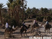 モロッコ旅行　ラクダに乗ってオアシス散歩　ザゴラ１泊２日